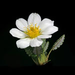White Mountain Avens