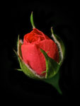 Rose bud