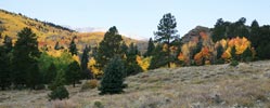 aspens