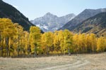 aspens in Huerfano Valley